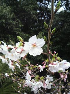 2011040215090002.jpg