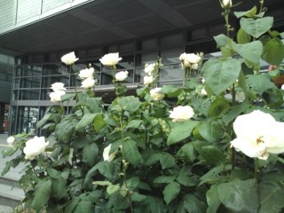 20110516162438.jpg