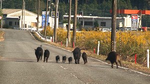 fukushima.jpg