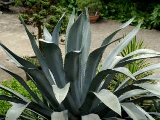 agave03.jpg