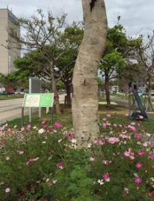 okinawa022114.jpg