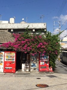 okinawa02199.jpg