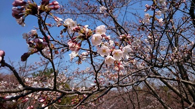 kitasenri040412.JPG