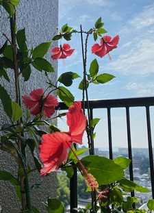 okinawa080715.jpg