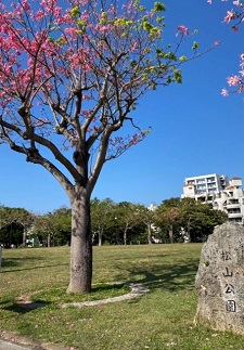 okinawa121111.jpg