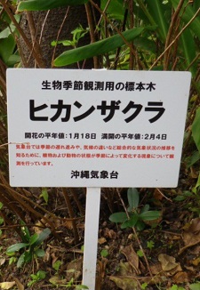 okinawa020413.jpg